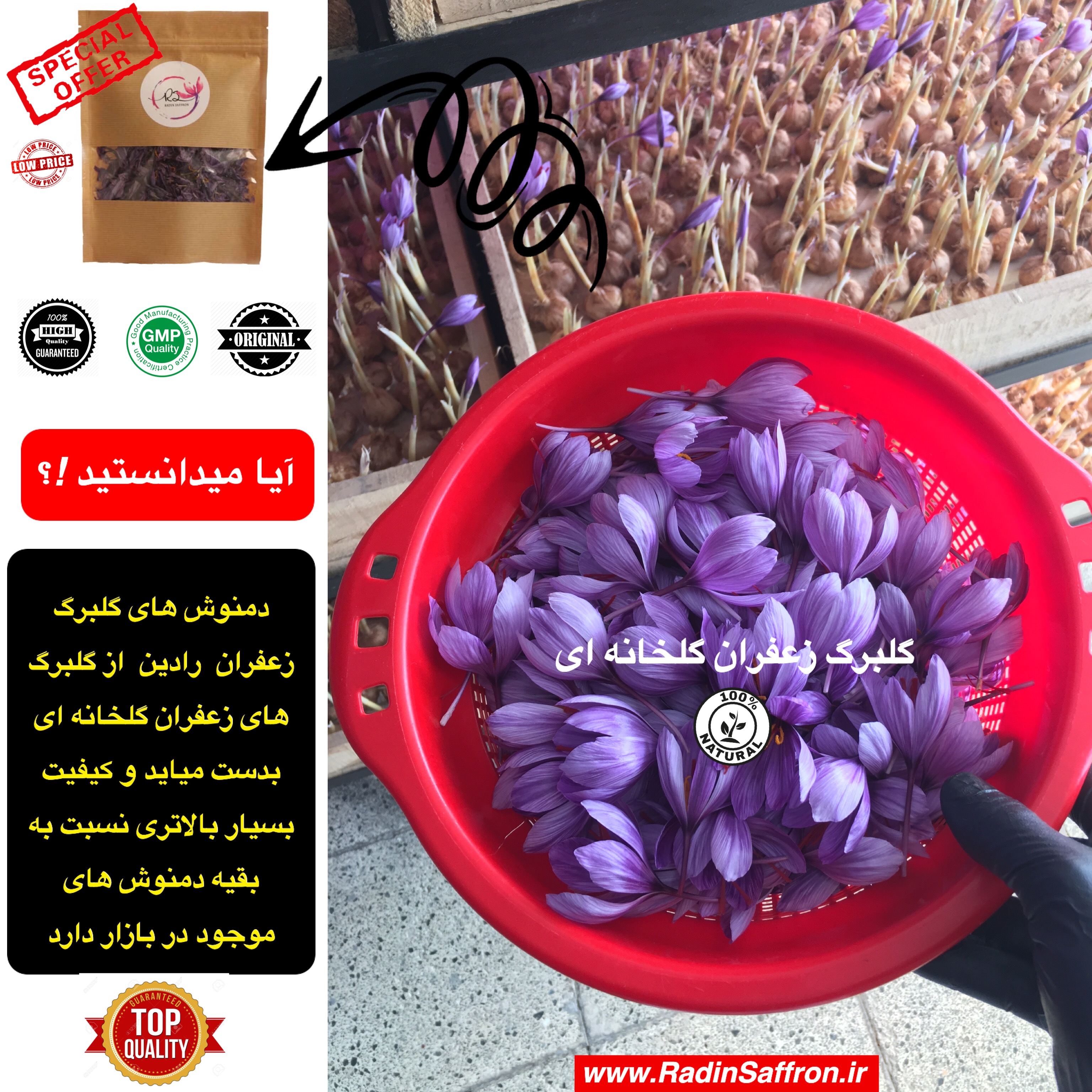 گلبرگ زعفران گلخانه ای