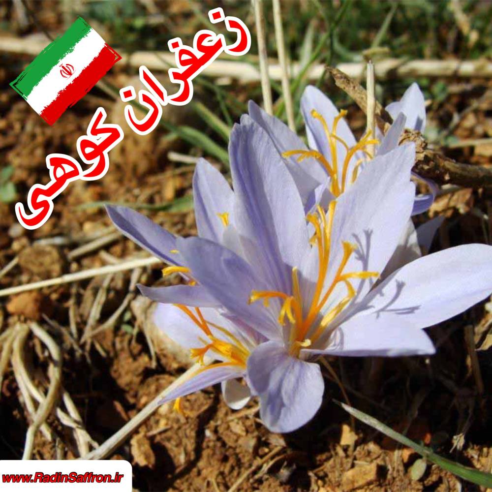زعفران کوهی کرمانشاه