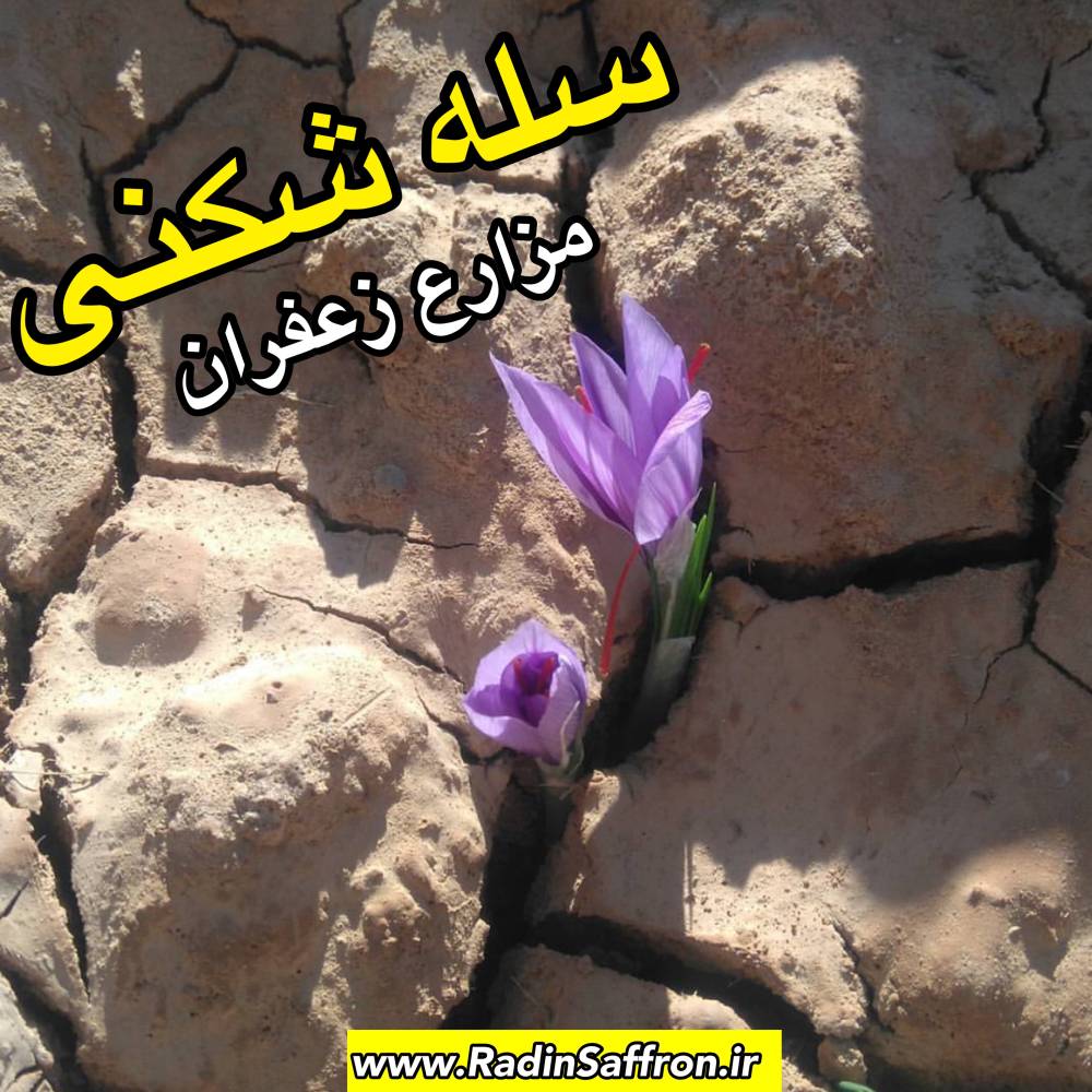 آموزش سله شکنی مزارع زعفران