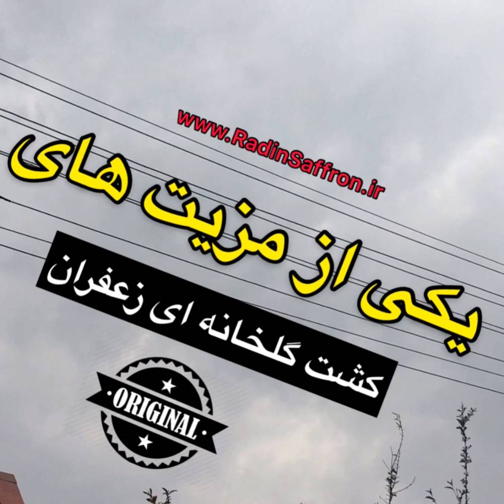 یکی از مزیت های کشت گلخانه ای زعفران+فیلم