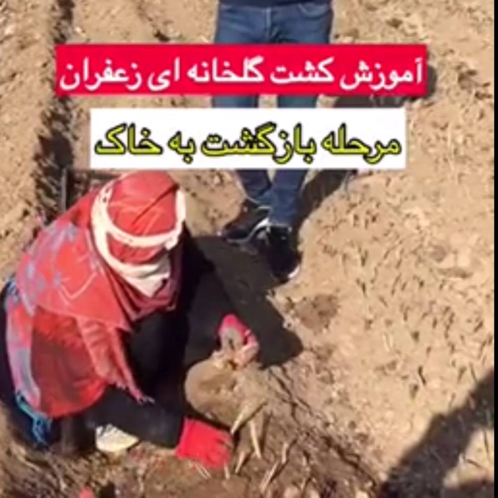 بازگشت پیاز زعفران به خاک+فیلم(آموزش کشت گلخانه ای زعفران)