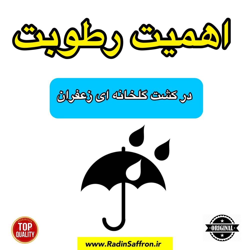 اهمیت رطوبت در کشت گلخانه ای زعفران | آموزش کشت آیروپونیک زعفران