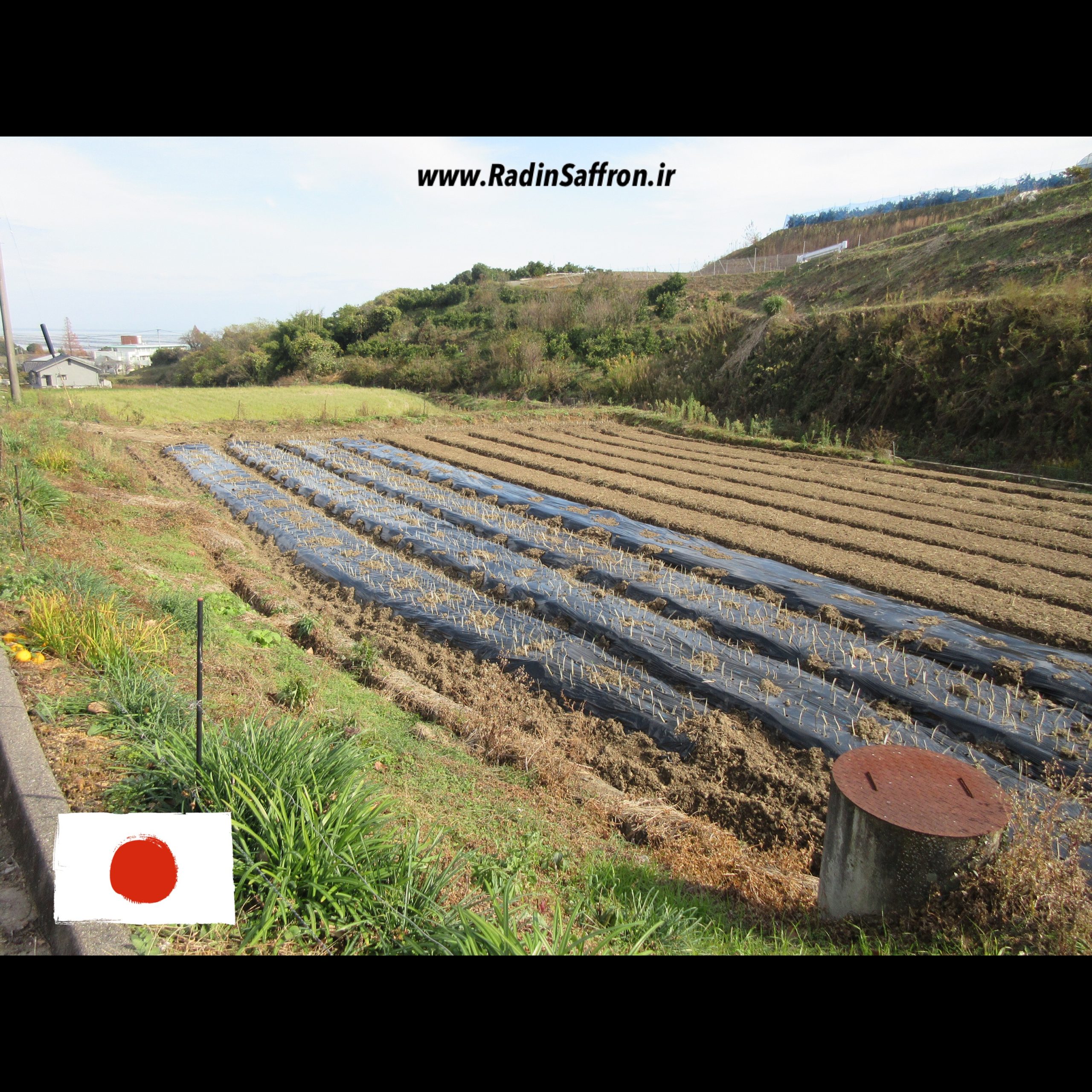 مزرعه زعفران در کشور ژاپن ۲