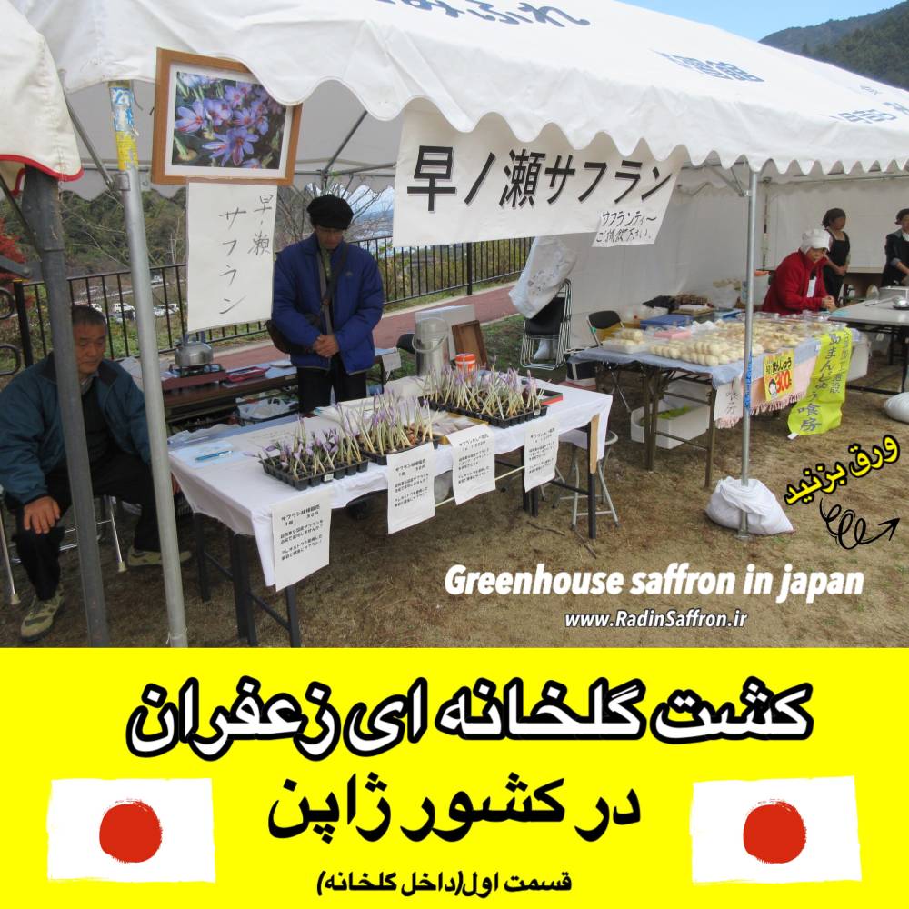گزارش تصویری از کشت گلخانه ای زعفران در کشور ژاپن (قسمت اول)