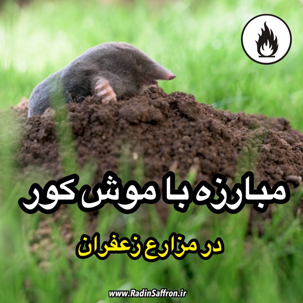مبارزه با موش کور در مزارع زعفران + روش از بین بردن