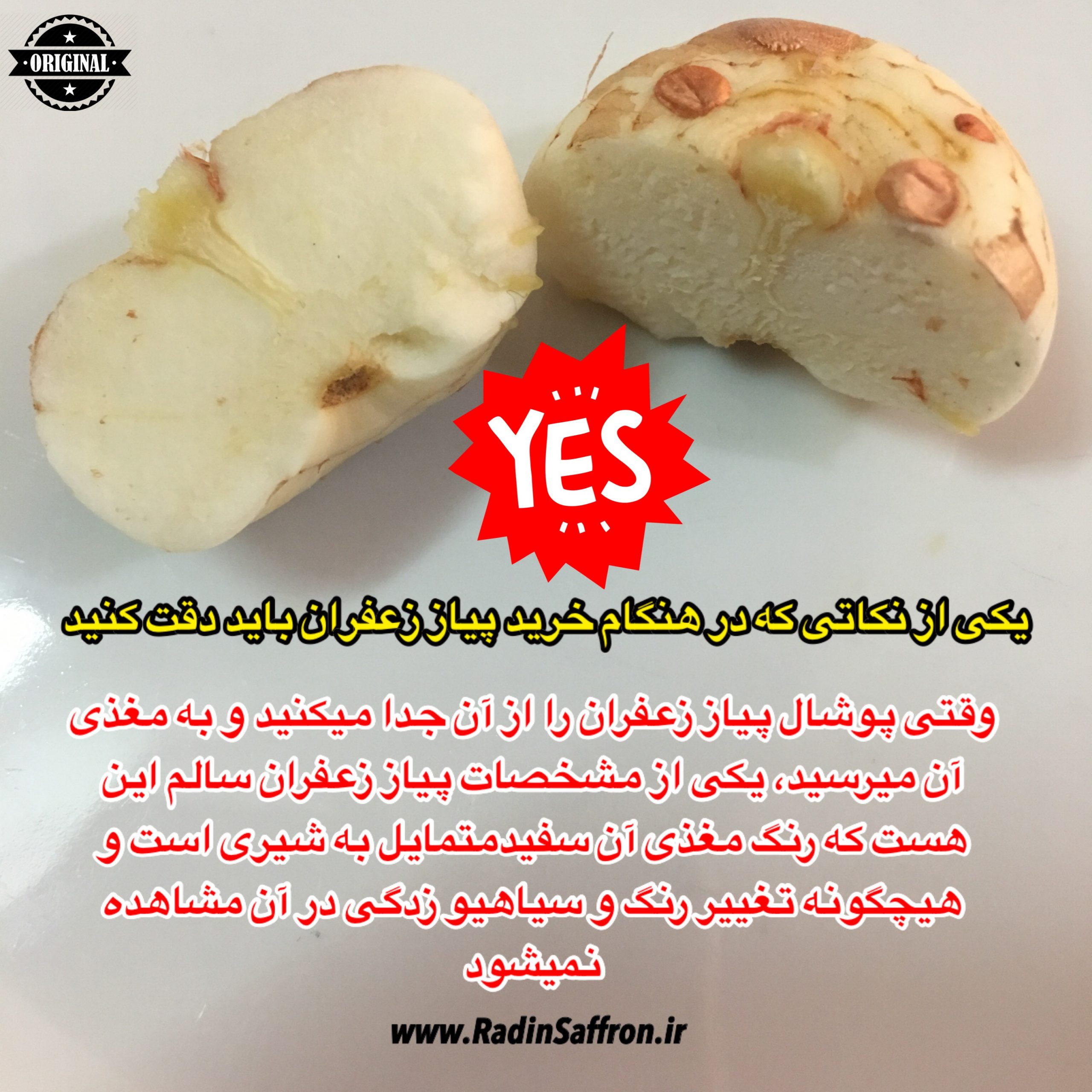 بافت و جنس پیاز زعفران