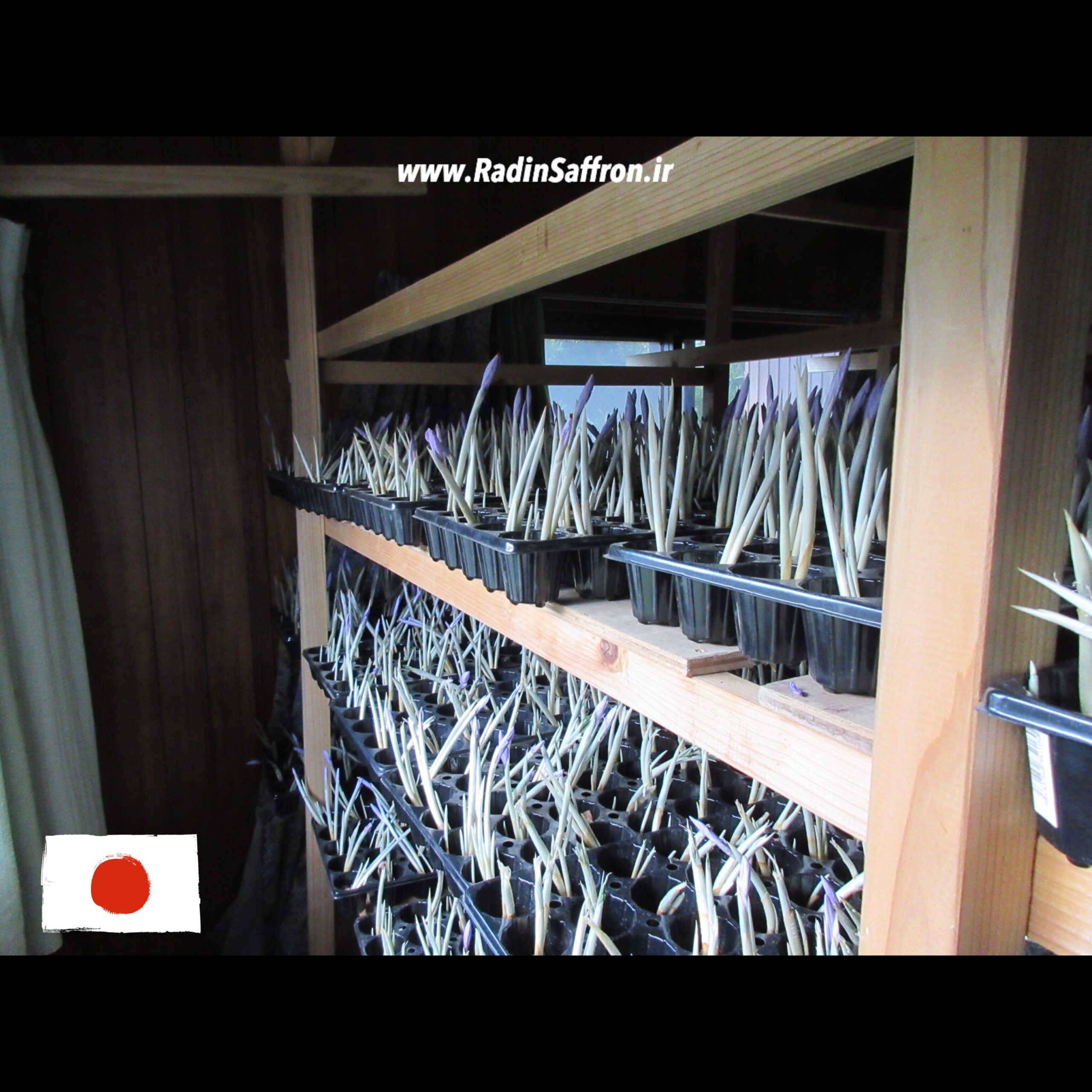 زعفران آیروپونیک در کشور ژاپن