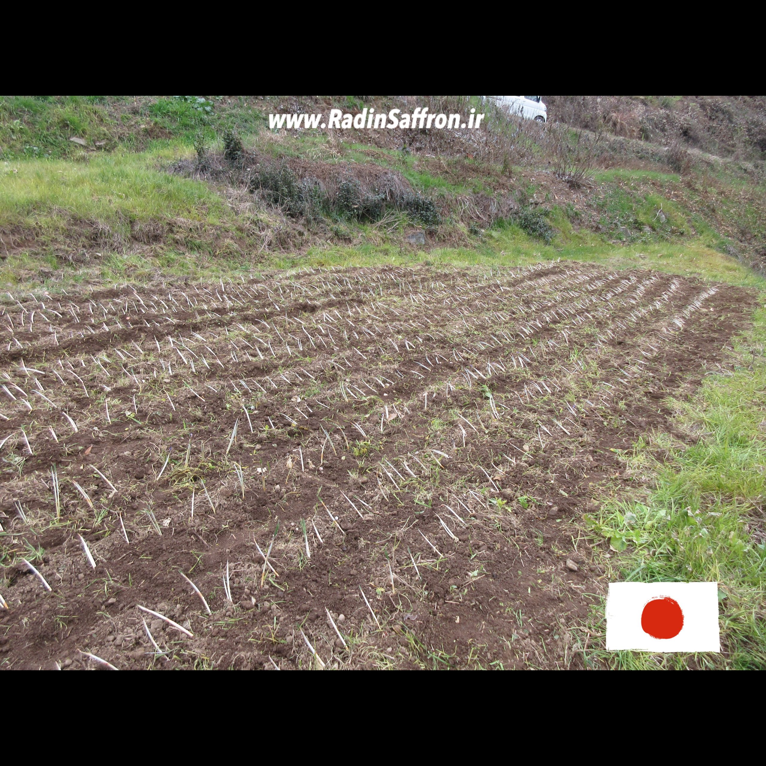 مزرعه زعفران در کشور ژاپن ۲