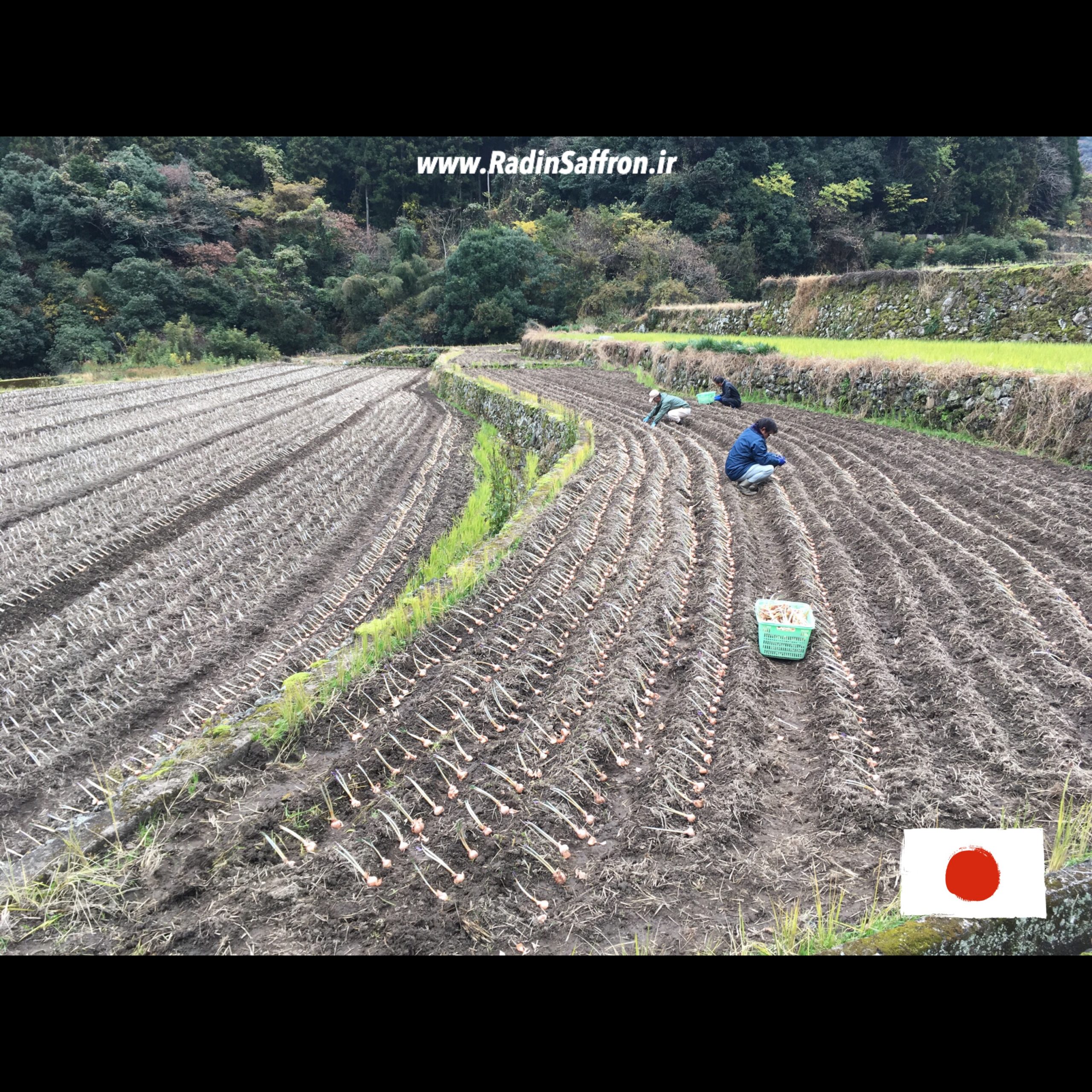 کشت گلخانه ای زعفران در کشور ژاپن