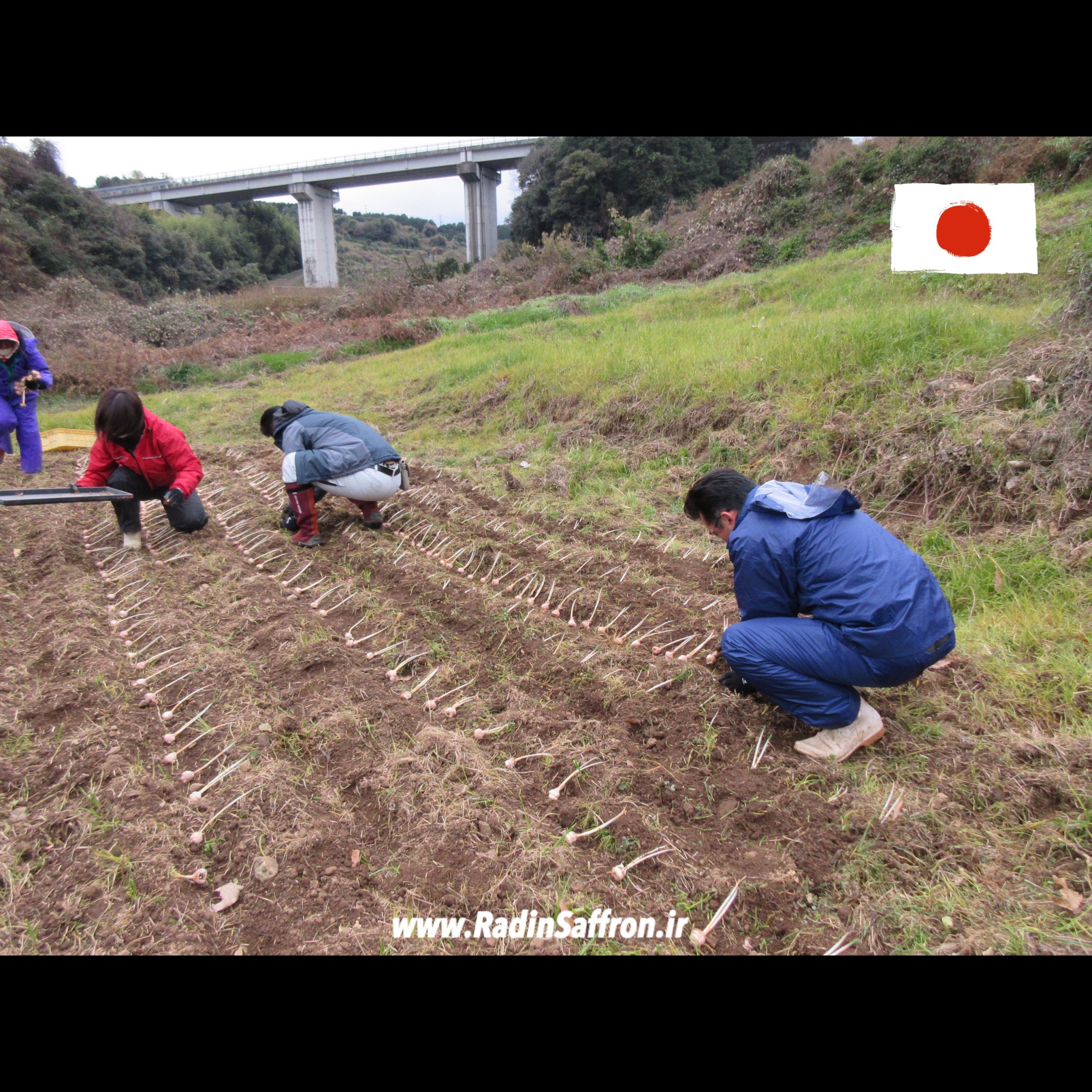 بازگشت پیاز زعفران به خاک در کشور ژاپن