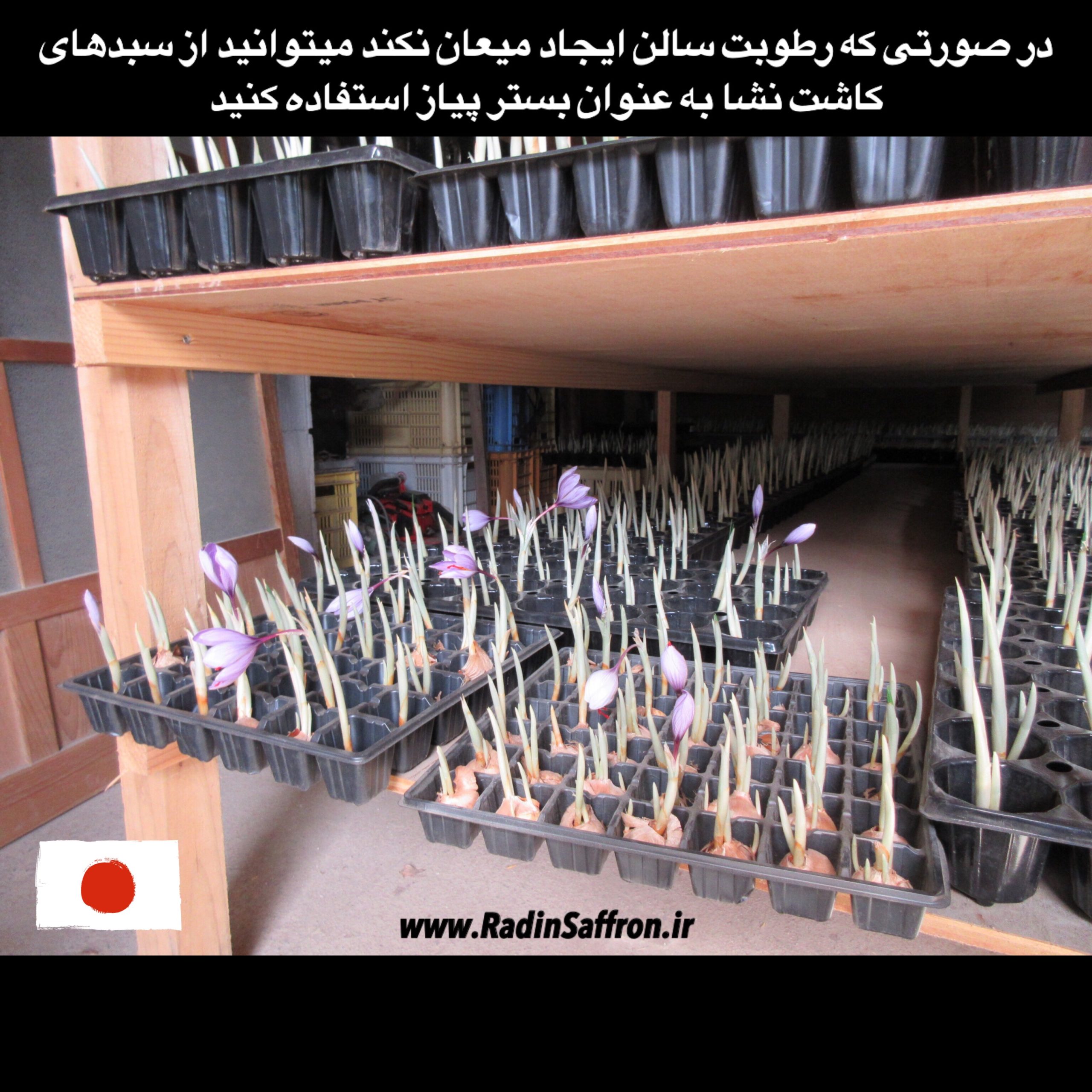 داخل گلخانه زعفران در کشور ژاپن