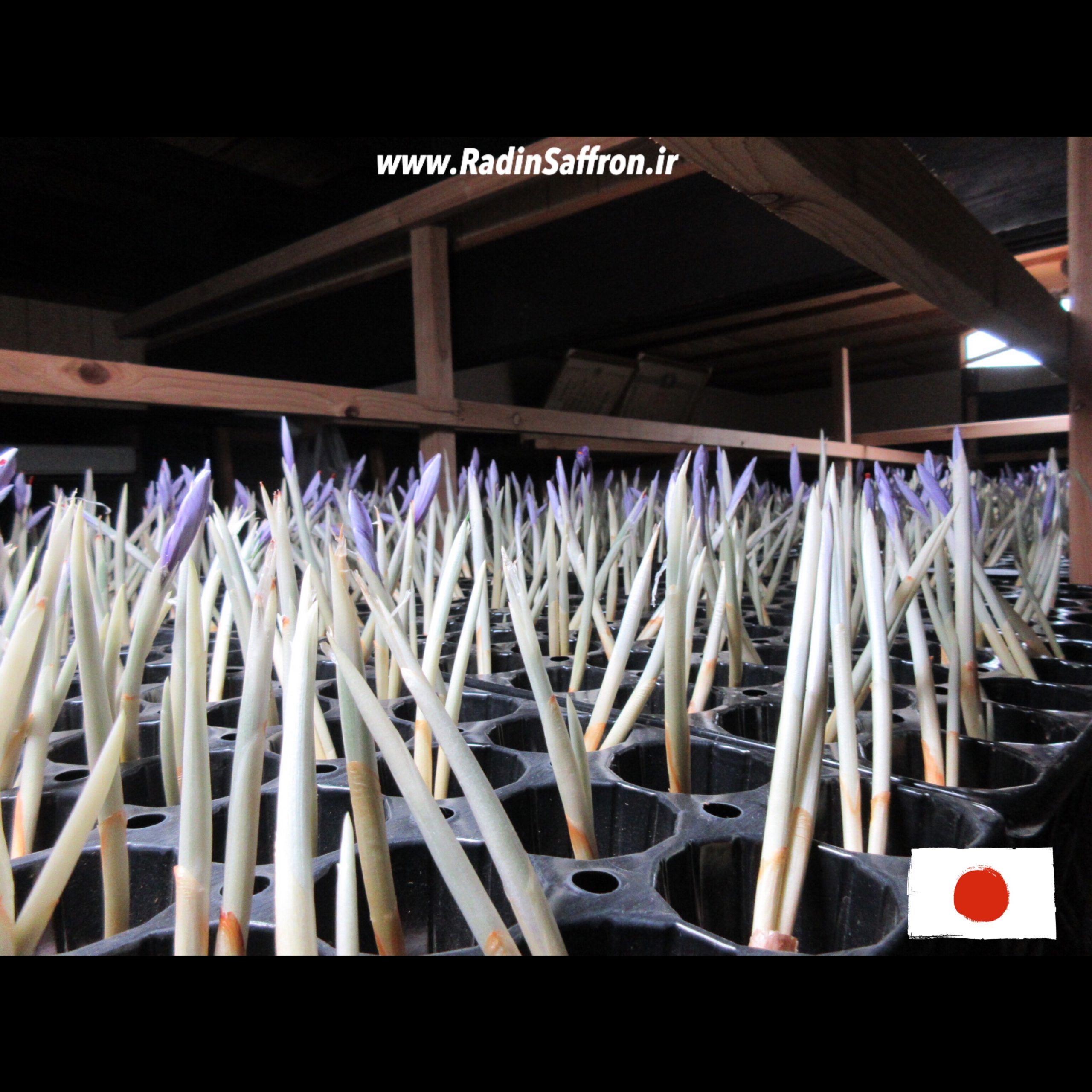 گلدهی اولیه گلخانه زعفران در کشور ژاپن