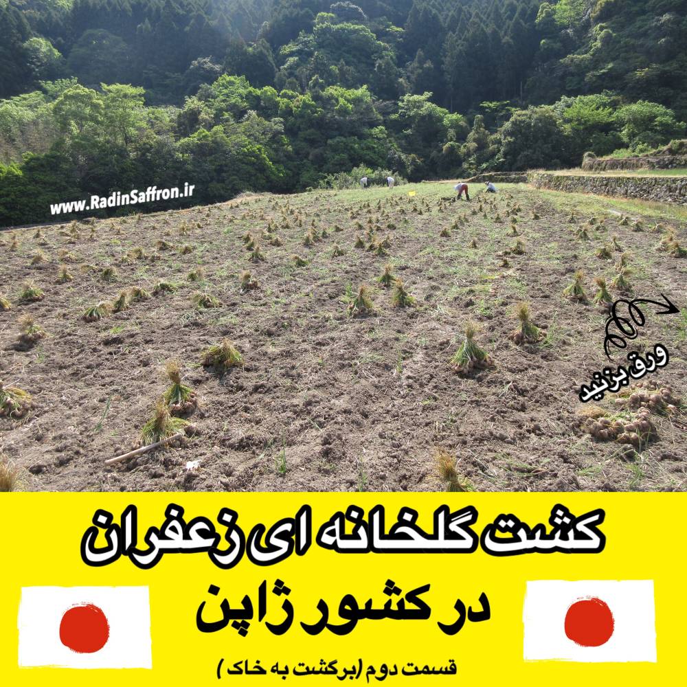 گزارش تصویری از کشت گلخانه ای زعفران در کشور ژاپن(قسمت دوم)