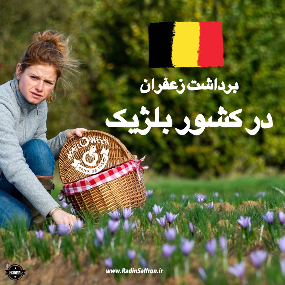 گزارش تصویری از برداشت زعفران در دهکده ای زیبا در کشور بلژیک