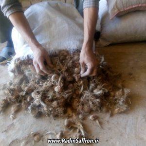 خرید و فروش پیاز زعفران مخصوص کشت گلخانه ای زعفران