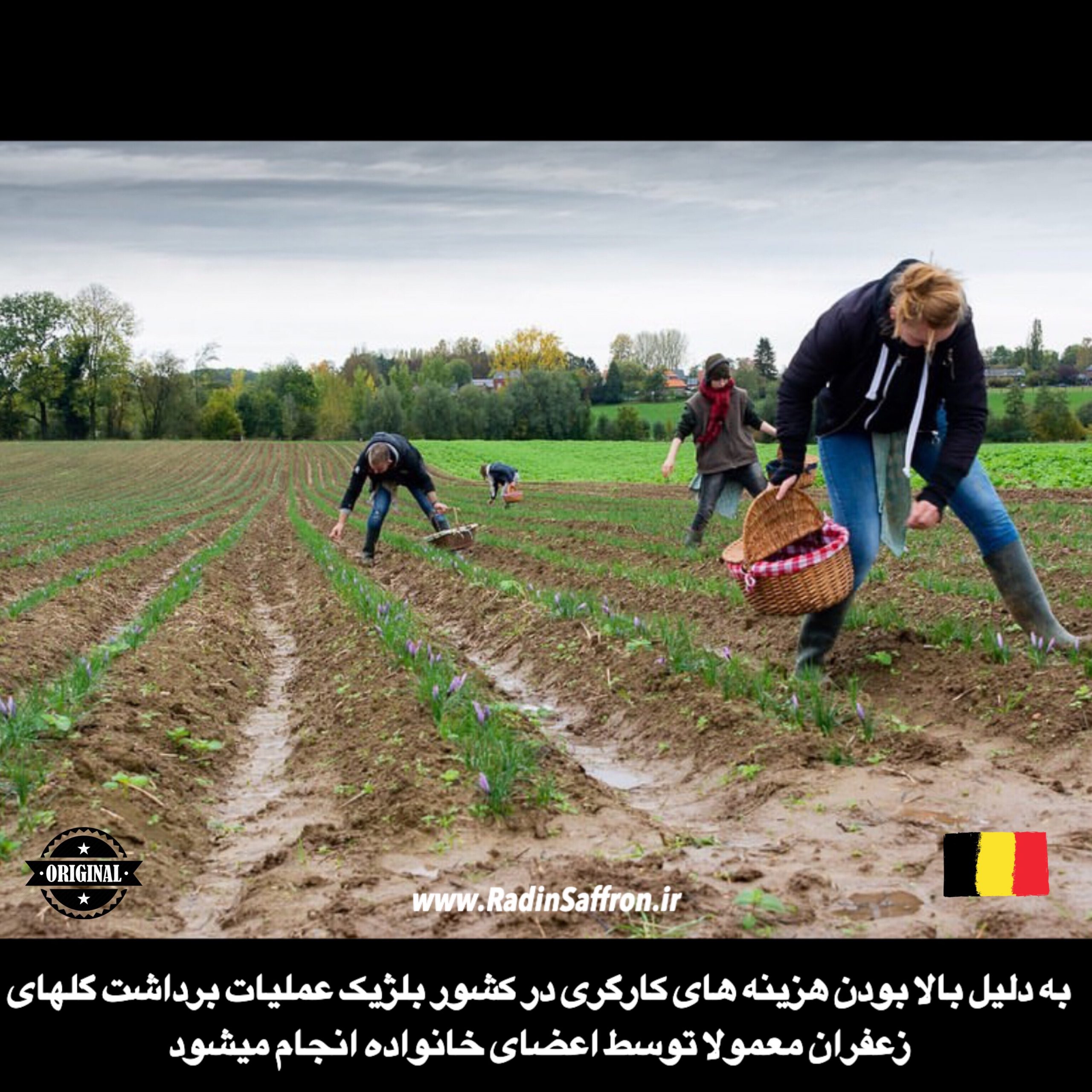 چیدن گل زعفران در کشور بلژیک