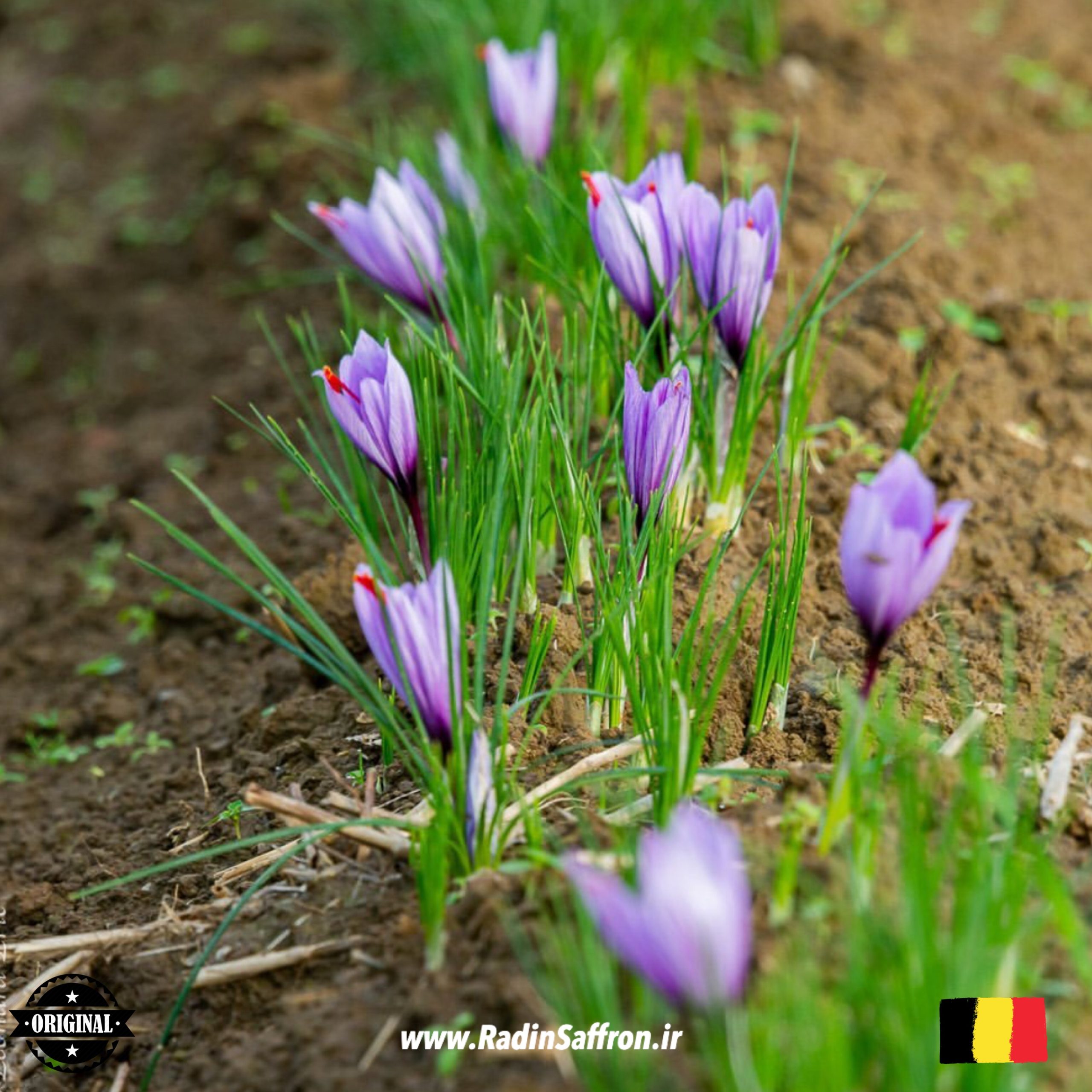 گل زعفران در کشور بلژیک
