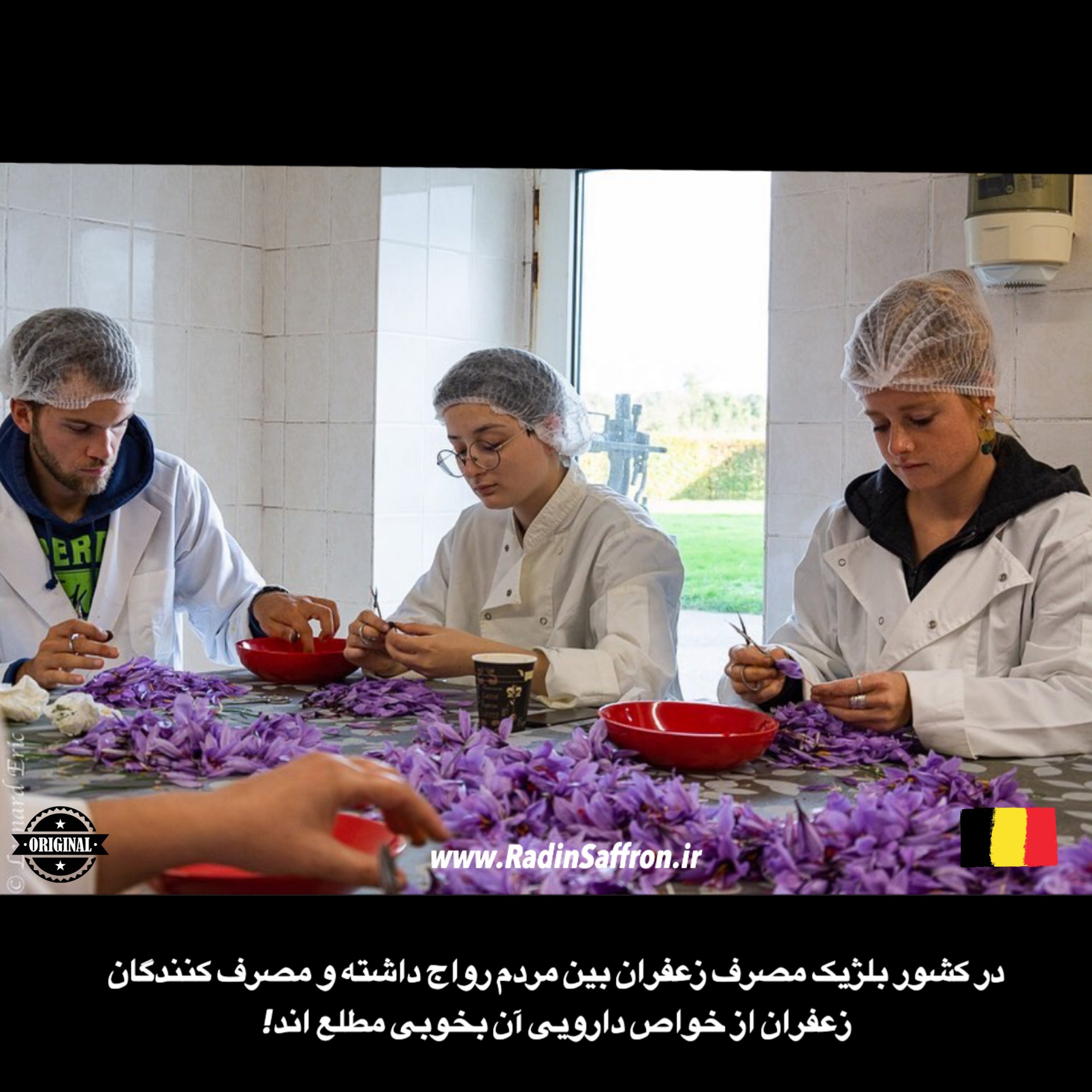 پاک کردن گل های زعفران در بلژیک
