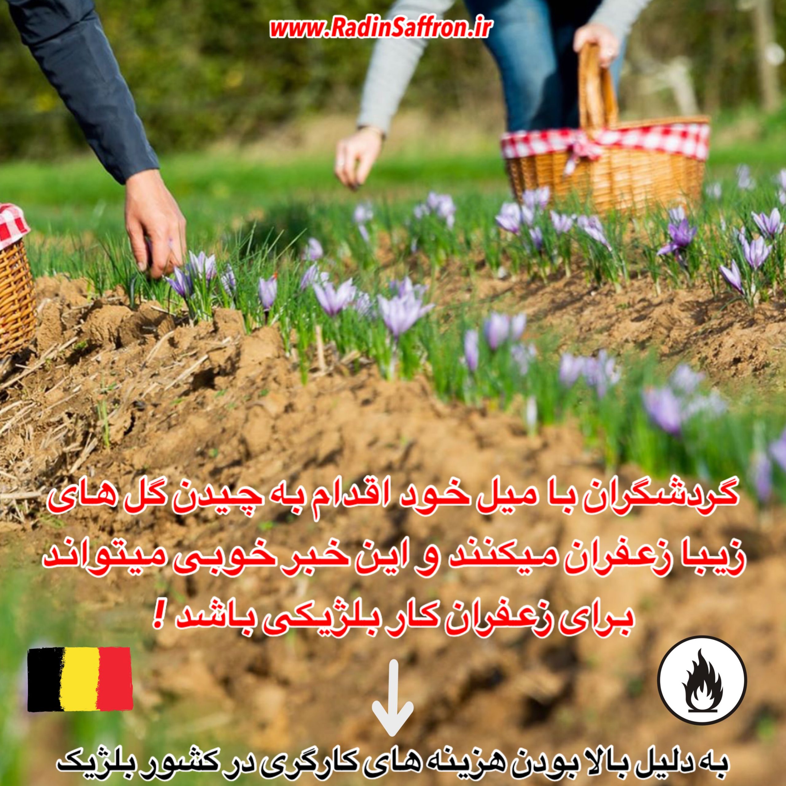 چیدن گل زعفران توسط توریست های خارجی بلژیک