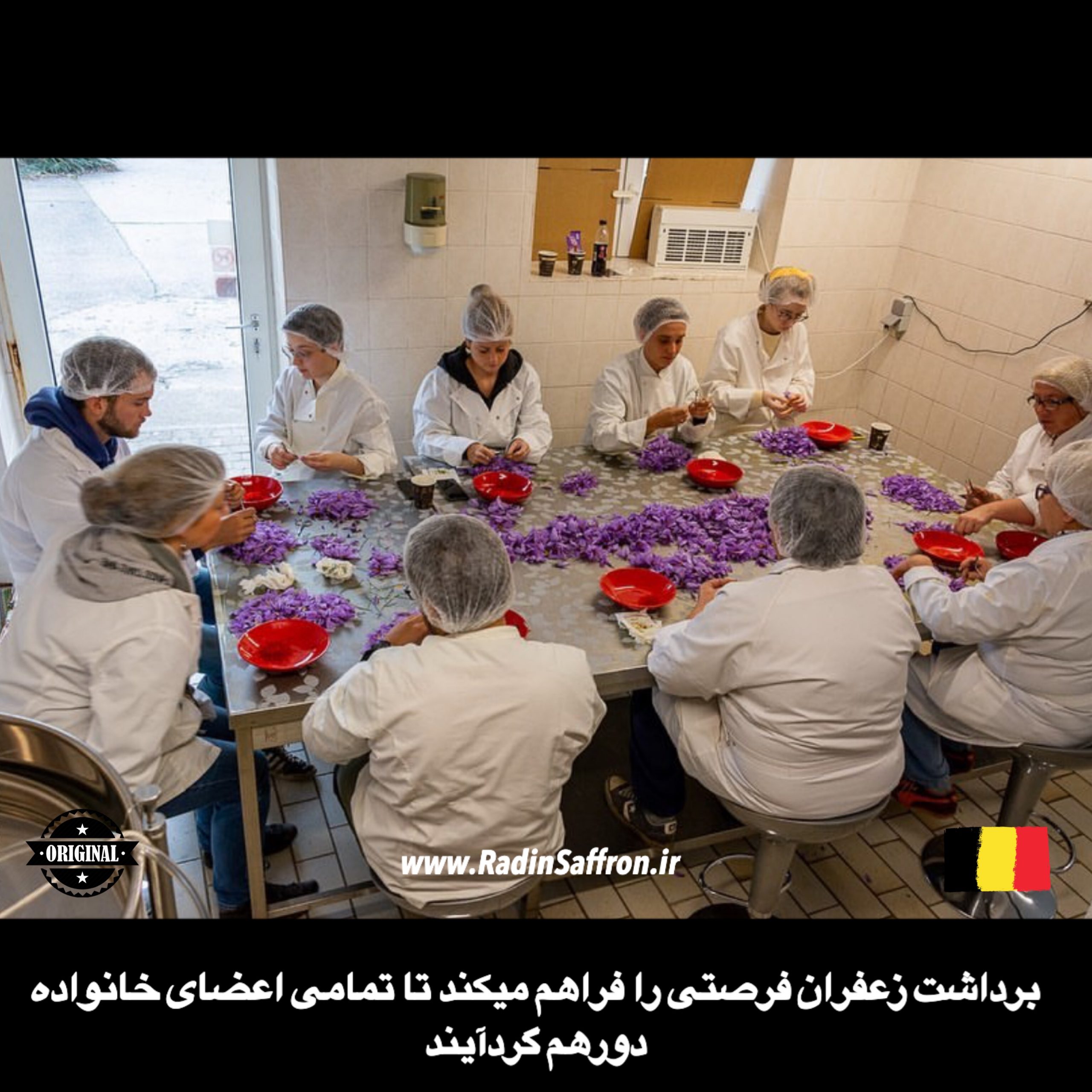 فرآوری گل زعفران در کشور بلژیک