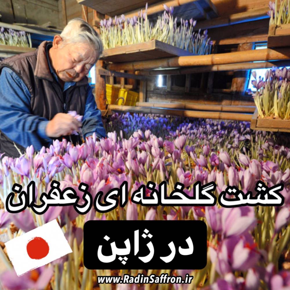 کلیپی از پرورش گلخانه ای زعفران در کشور ژاپن | کشت آیروپونیک زعفران