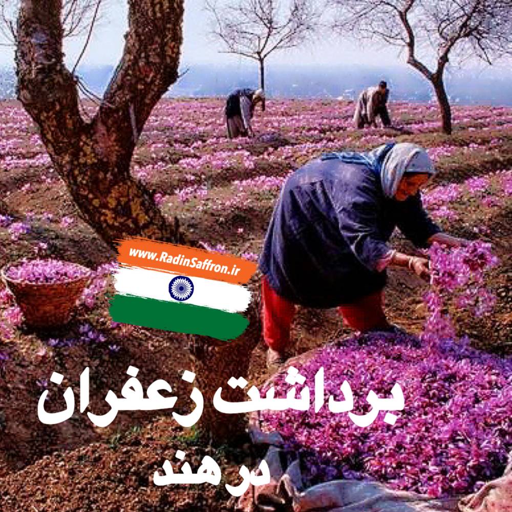 گزارش تصویری از برداشت زعفران در دومین کشور تولید کننده زعفران در دنیا+فیلم