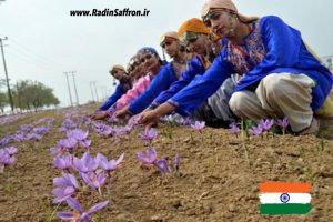 برداشت زعفران توسط دختران هندی