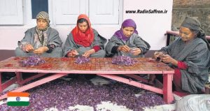 پاک کردن گل زعفران در هندوستان