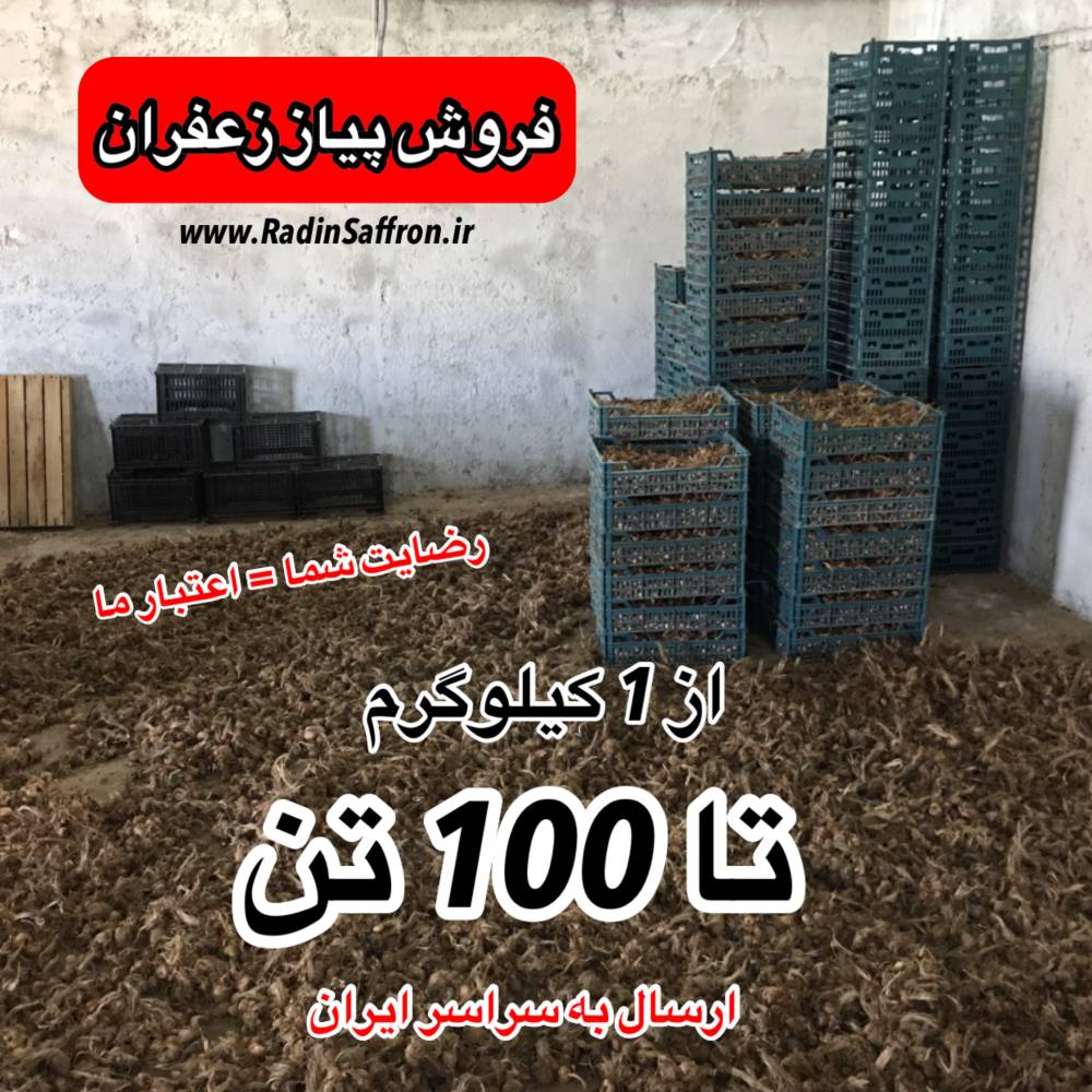 ثبت نام فروش پیاز زعفران با کیفیت و بدون خاک | مخصوص کشت سنتی و گلخانه ای زعفران