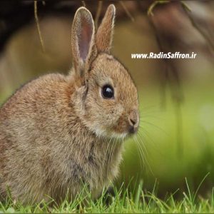 خسارت خرگوش ها به مزارع زعفران