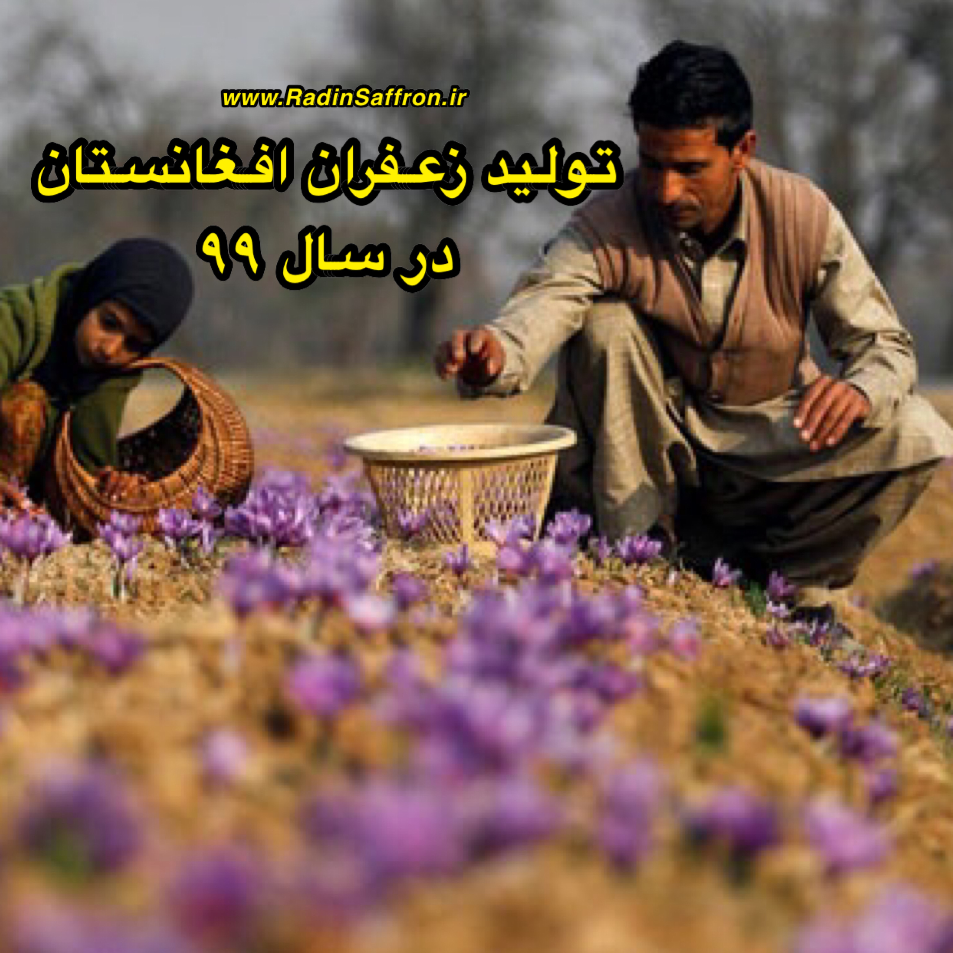 پیش بینی تولید ۲۴ تن زعفران در کشور افغانستان در سال ۱۳۹۹