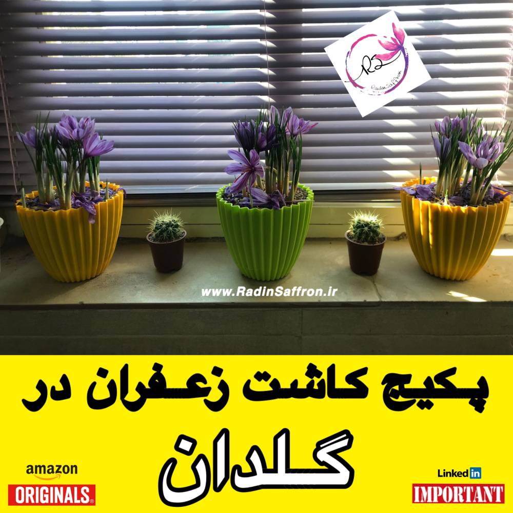 معرفی پکیج کاشت زعفران در گلدان توسط شرکت رادین زعفران مهر سپهر