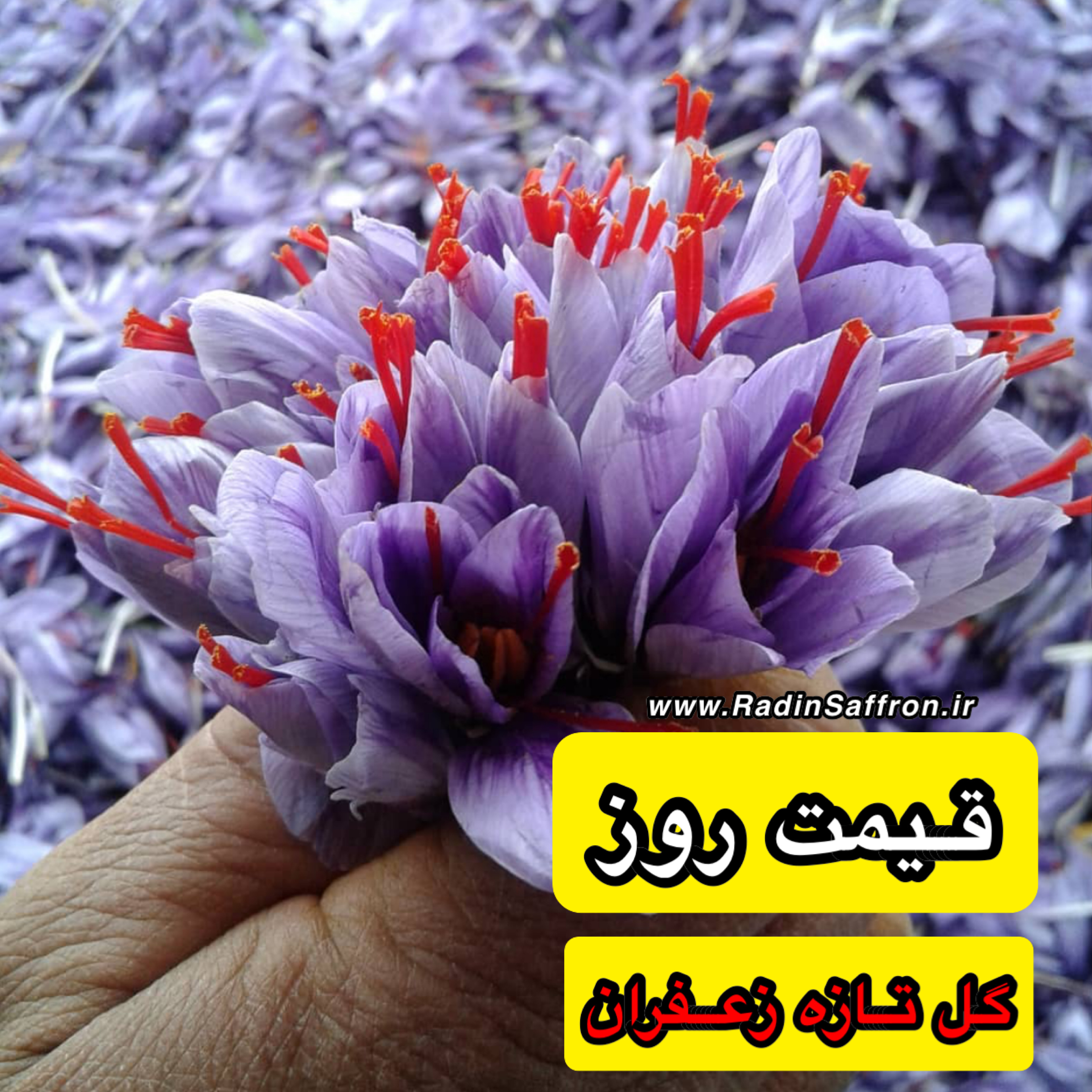 قیمت روز گل تازه زعفران | روز چهارشنبه ۳۰ مهرماه ۹۹
