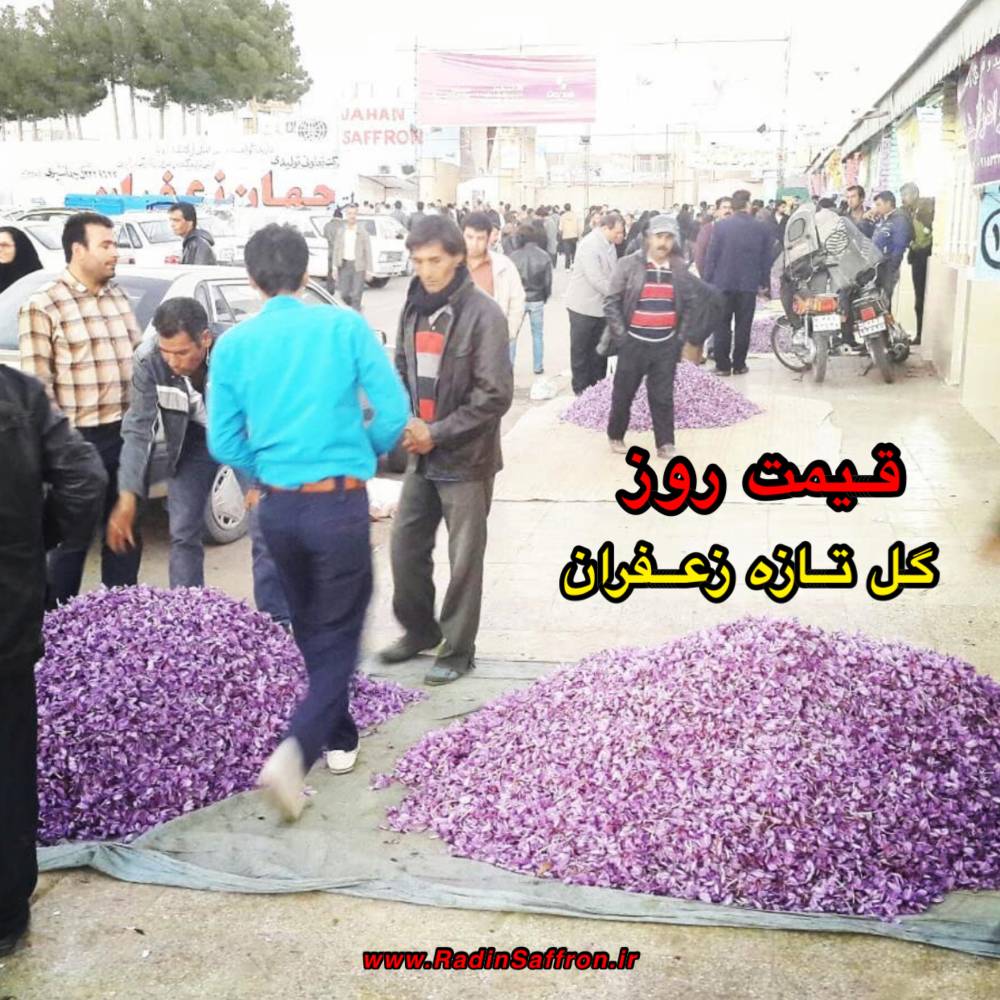 قیمت روز گل تازه زعفران | روز دوشنبه ۱۴ مهرماه ۱۳۹۹