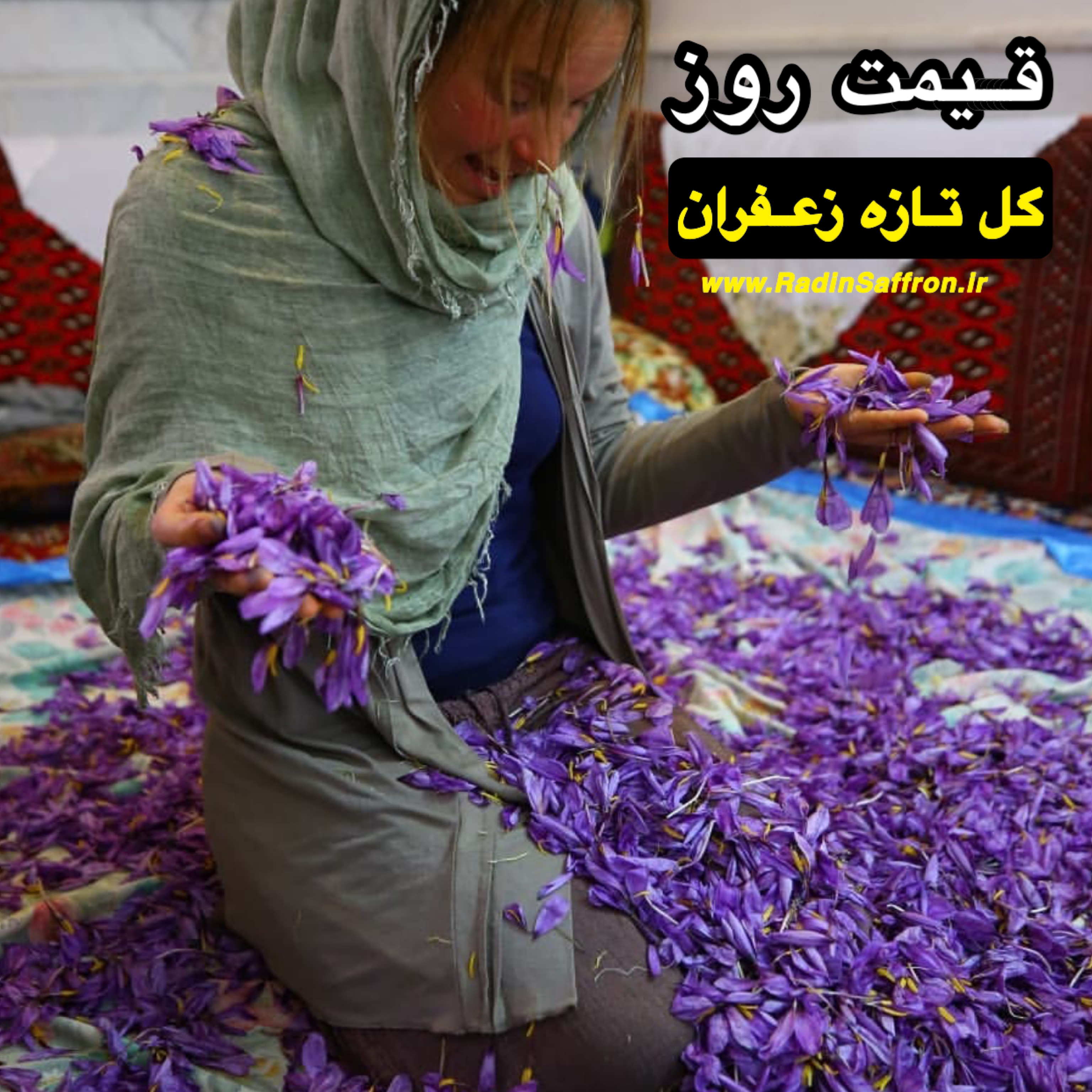 قیمت روز گل تازه زعفران | روز پنج شنبه ۲۴ مهرماه ۱۳۹۹