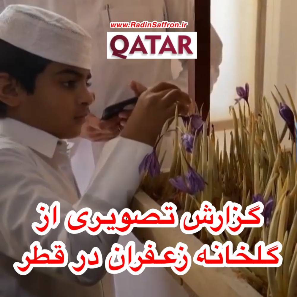 گزارش تصویری از اولین گلخانه زعفران در کشور قطر + فیلم