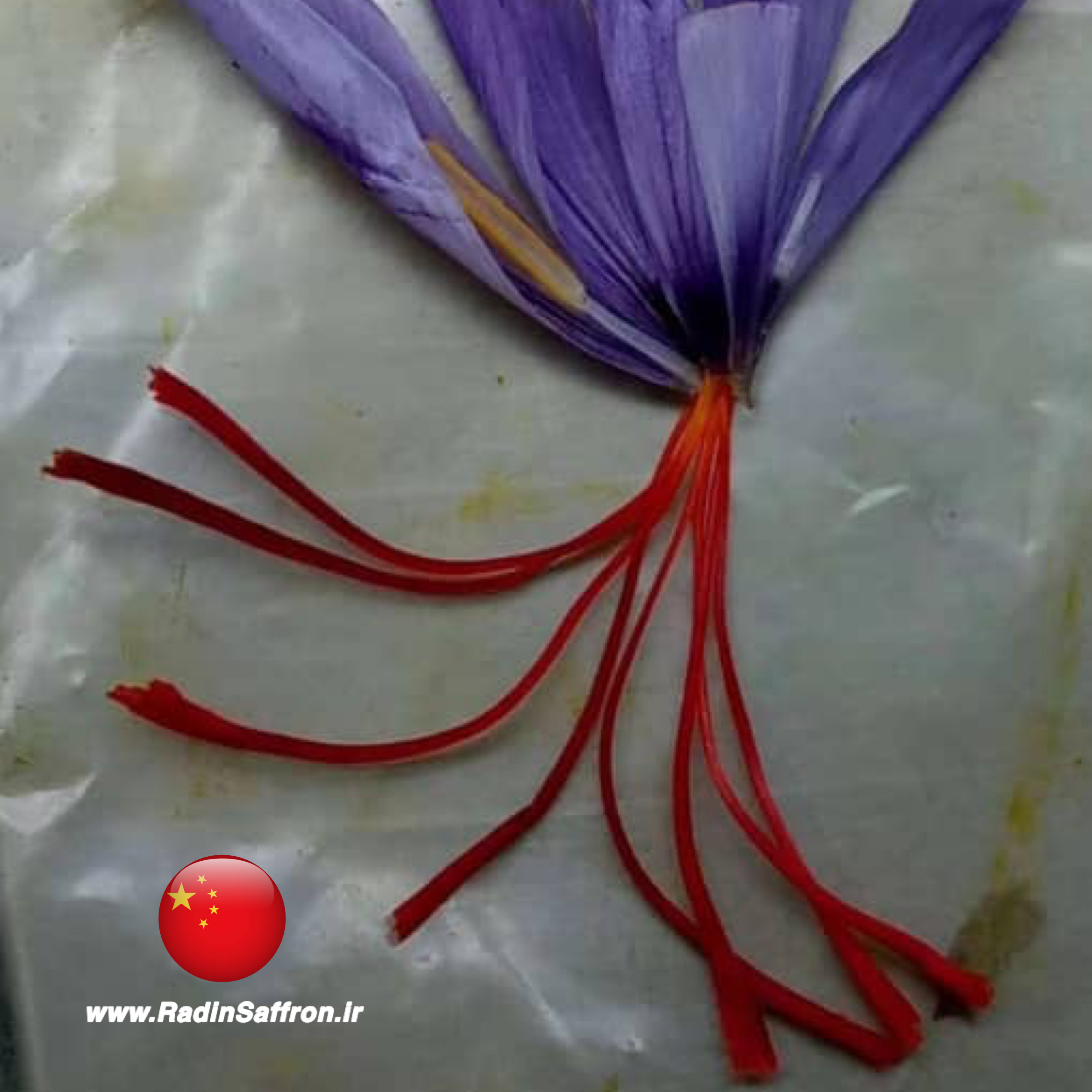 گل زعفران در کشور چین 