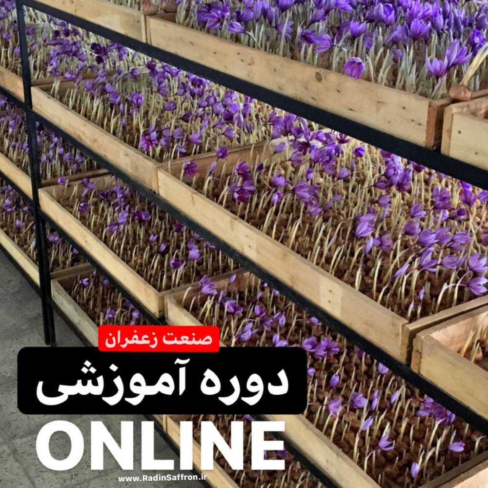 دوره آموزشی آنلاین زعفران + با اعطای مدرک رسمی جهاد کشاورزی