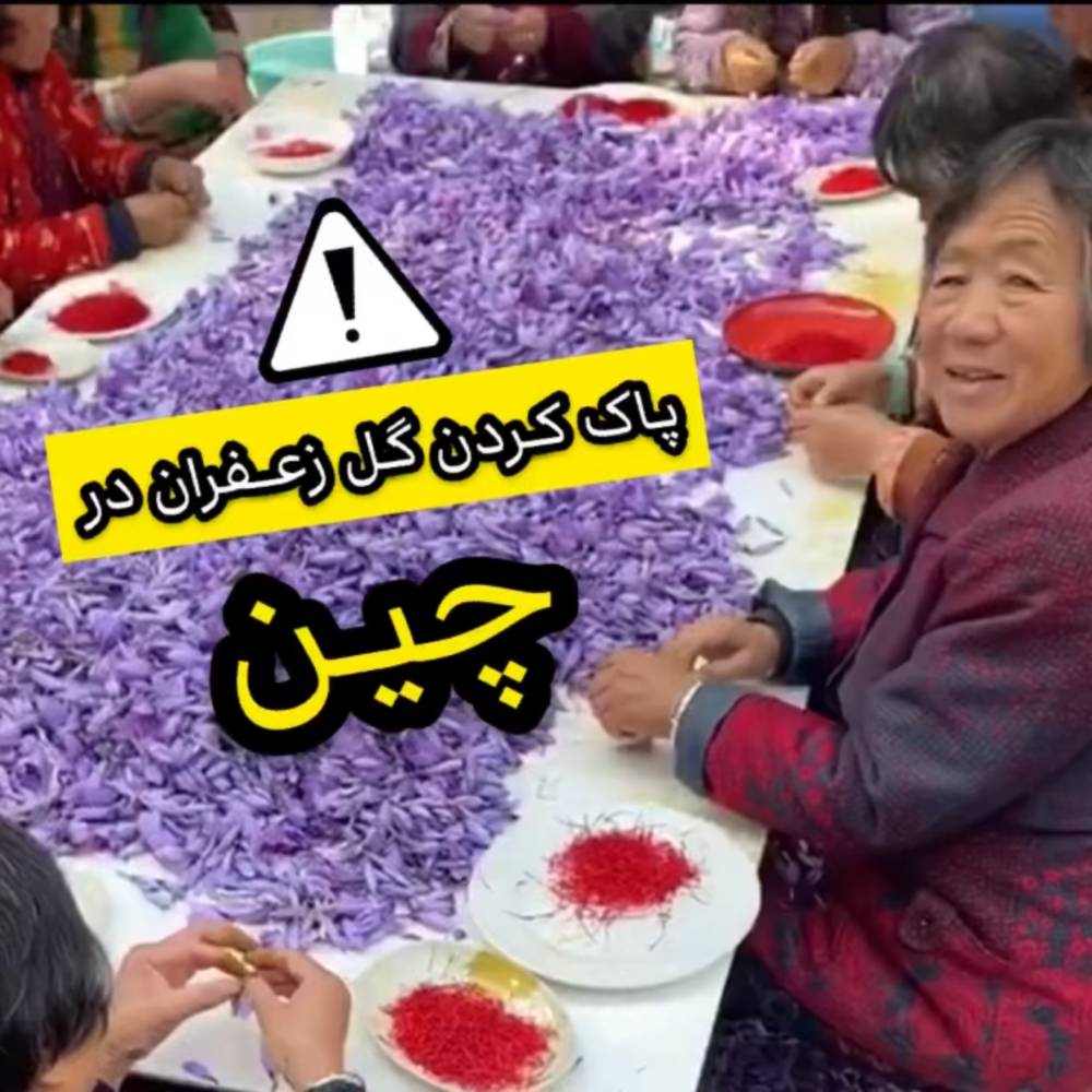 قاچاق پیاز زعفران ایرانی به چین ! + فیلم