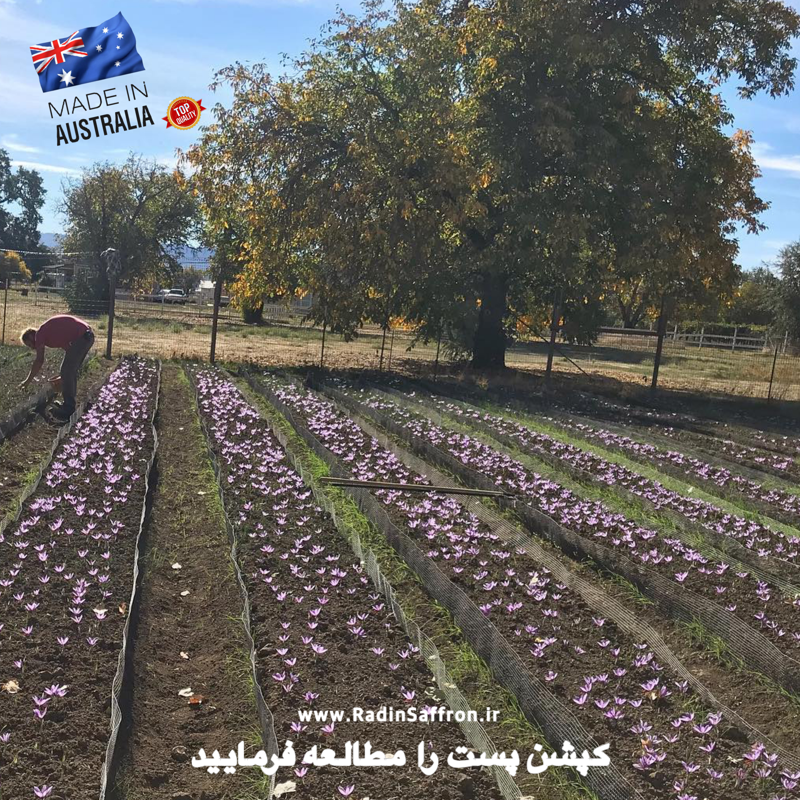 مزرعه زعفران در استرالیا