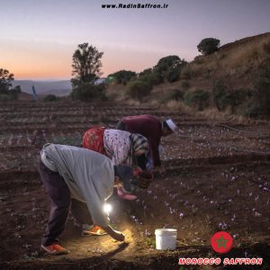 برداشت زعفران در مراکش