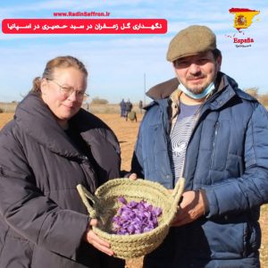 چیدن گل زعفران در کشور اسپانیا