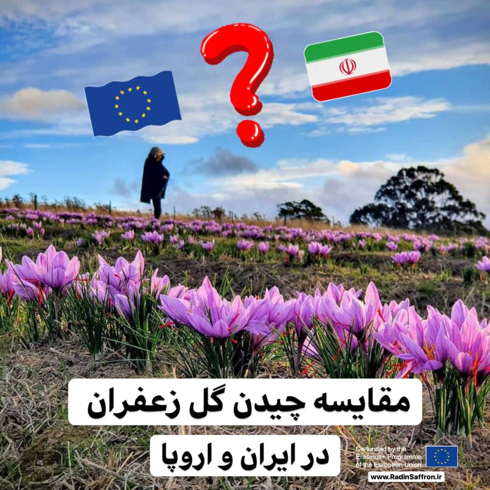 مقایسه چیدن گل زعفران در ایران و اروپا + عکس