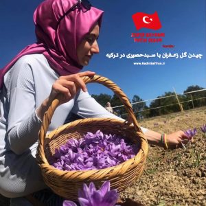 برداشت زعفران در ترکیه 