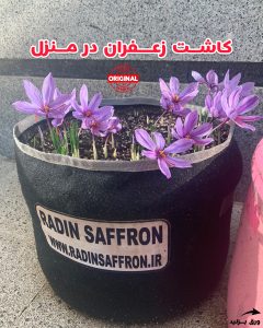 کاشت زعفران در گلدان پارچه ای