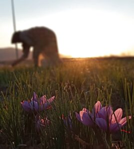 کاهش سفیدی مو با زعفران