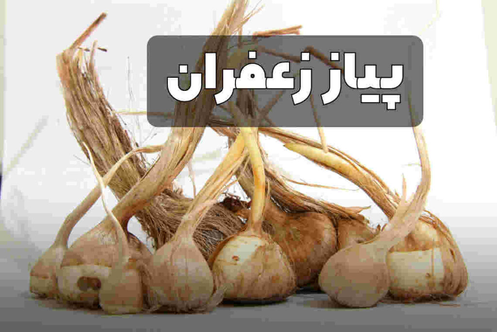 پیاز زعفران