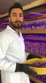 مشاوره راه اندازی گلخانه زعفران - تصویر 6