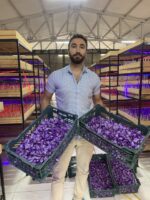 مشاوره راه اندازی گلخانه زعفران - تصویر 4