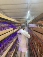 مشاوره راه اندازی گلخانه زعفران - تصویر 2